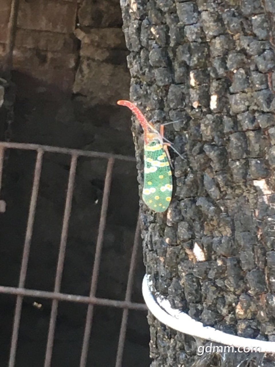 这种是什么虫子