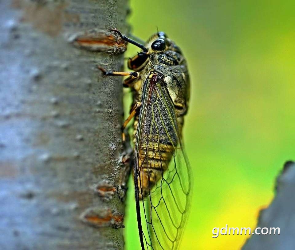 市区好多年没听过叫声了.