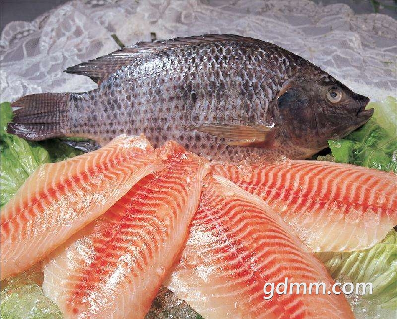 罗非鱼国家农业产业园