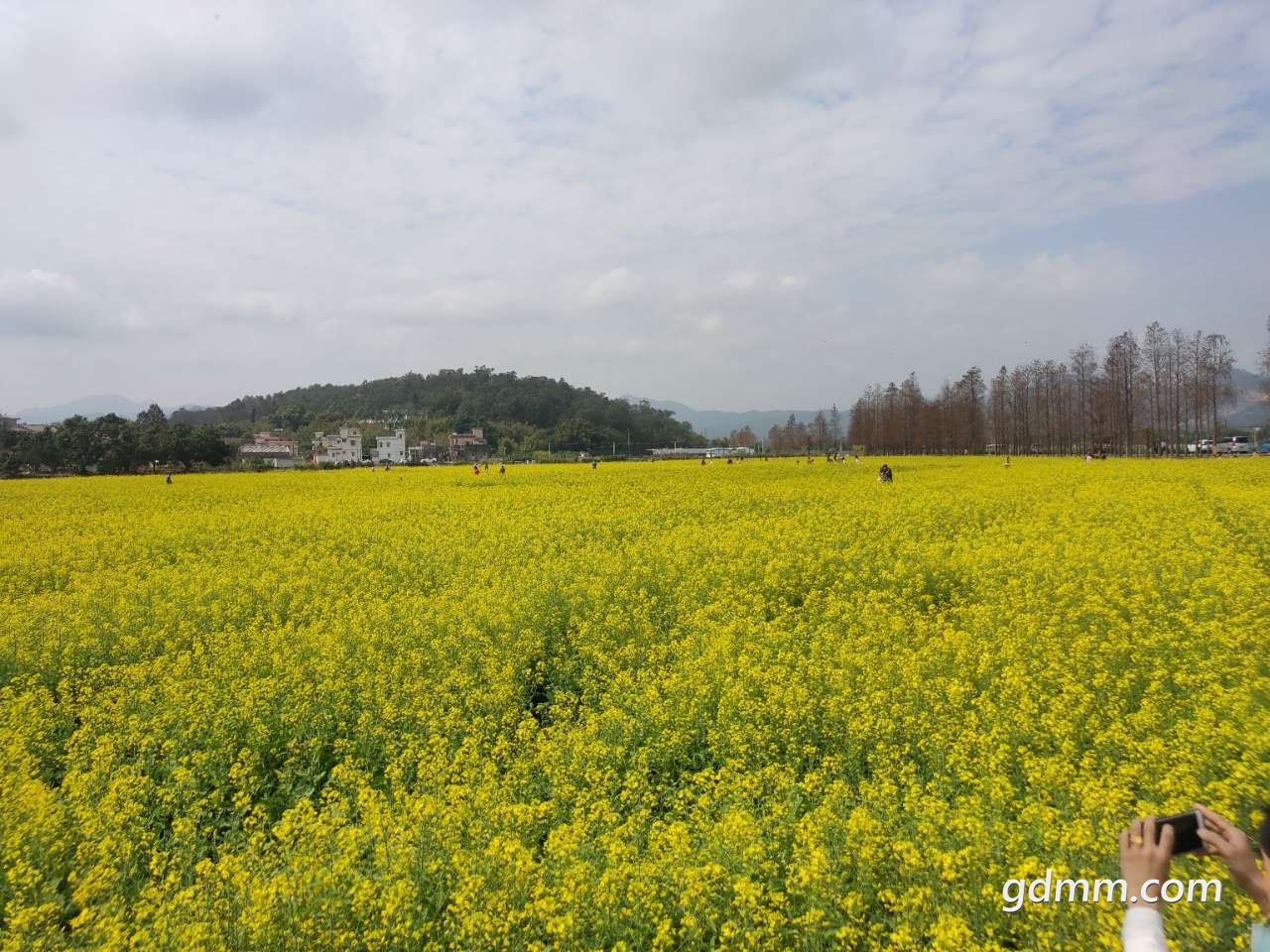 高州市沙田的油菜花盛開啦